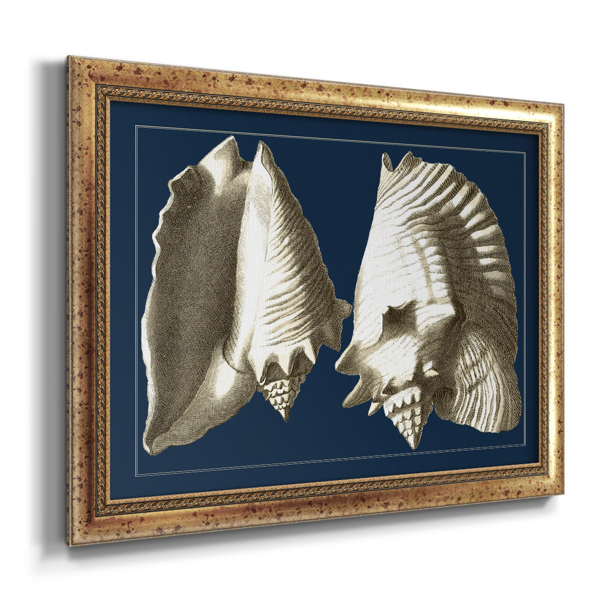 Conch Shells on Navy I Premium Framed Canvas- Ready to Hang