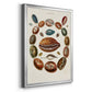 Spiral Shell Formation II - Modern Framed Canvas Print