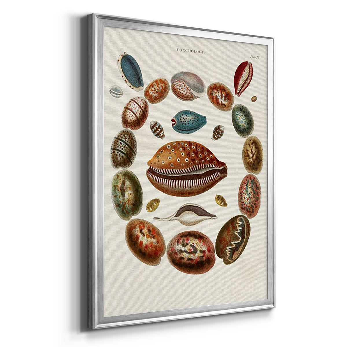 Spiral Shell Formation II - Modern Framed Canvas Print