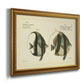 Bloch Antique Fish I Premium Framed Canvas- Ready to Hang