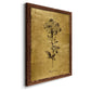 Gold Sketch Botanical II - Barnwood Framed Canvas Print