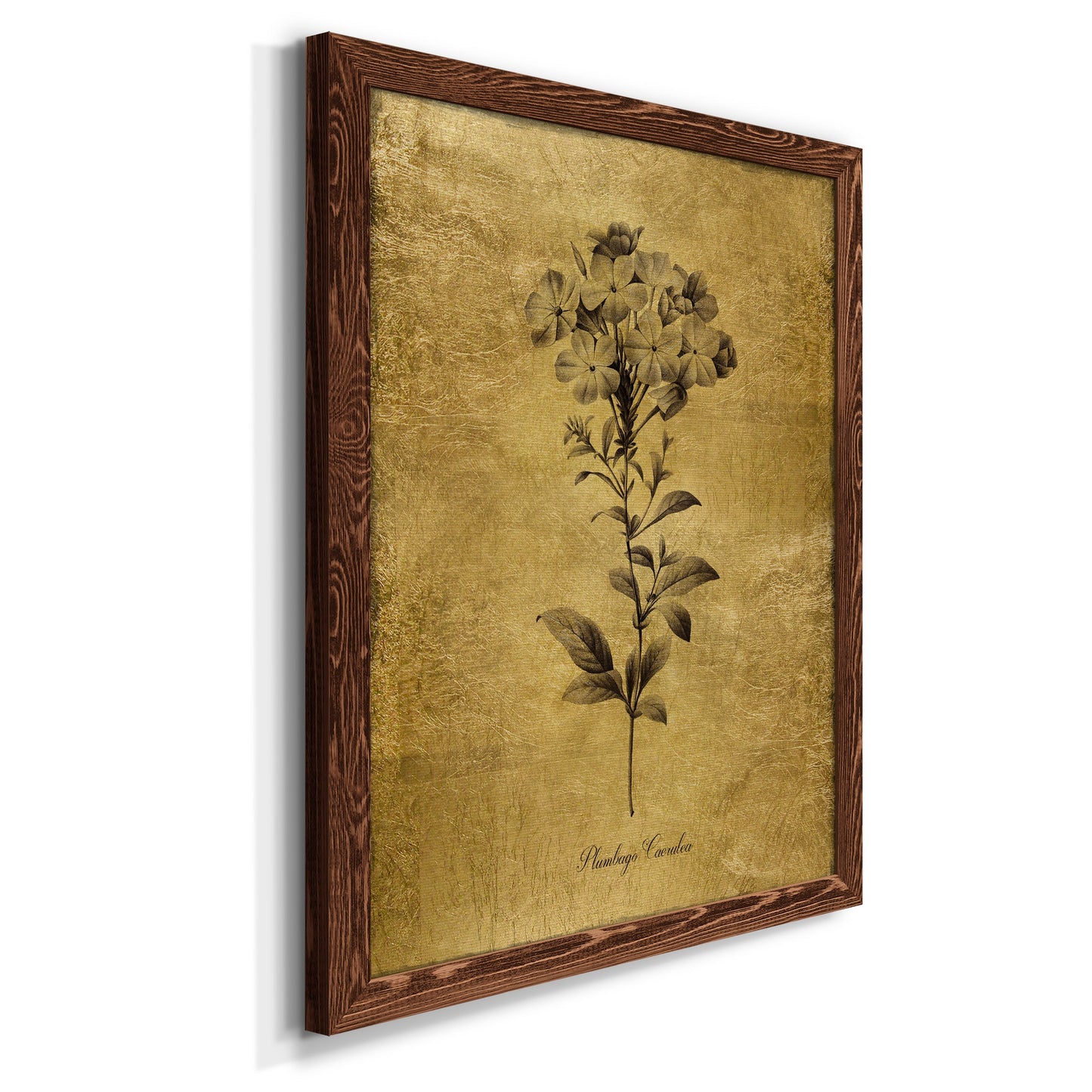 Gold Sketch Botanical II - Barnwood Framed Canvas Print