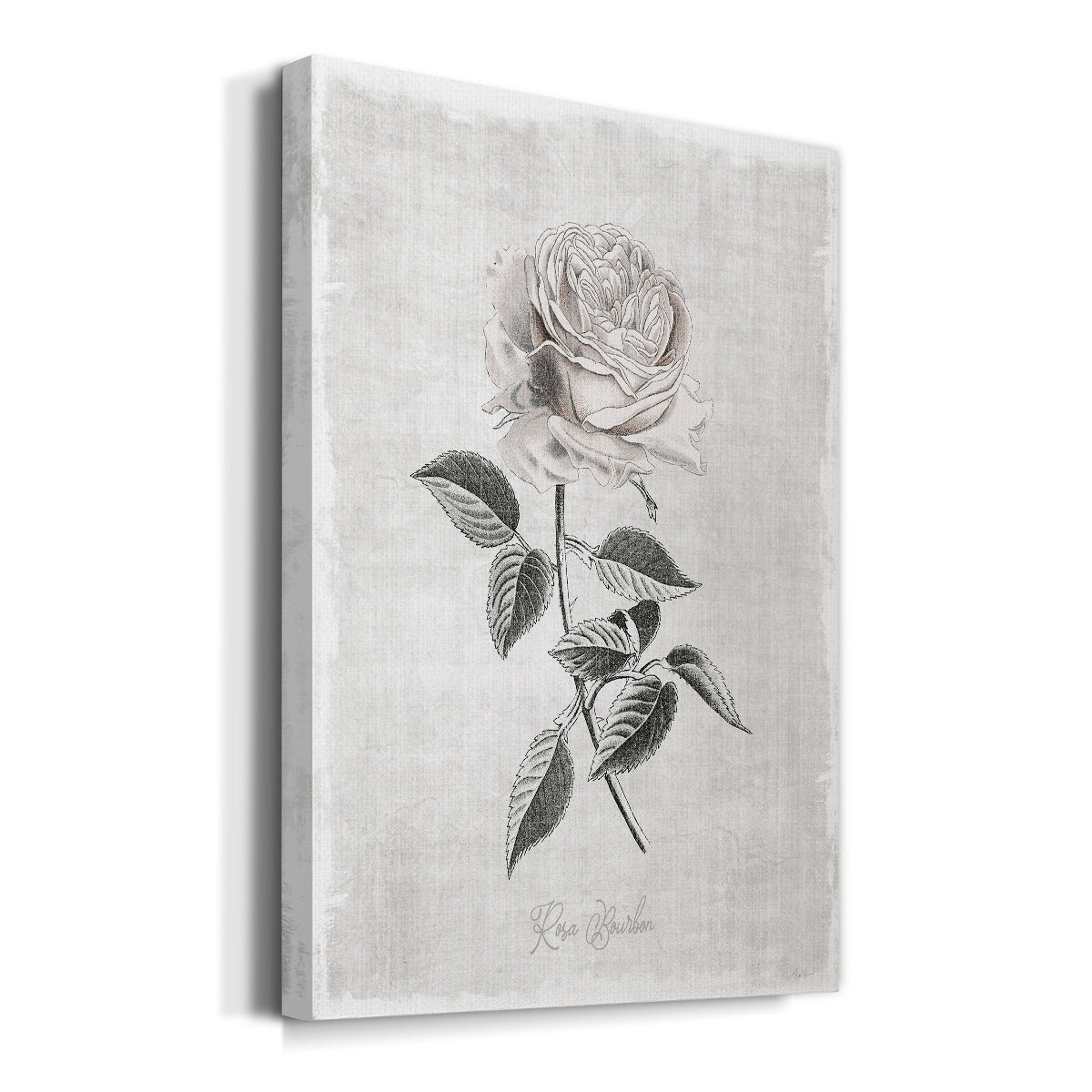 Vintage Botanical I Premium Gallery Wrapped Canvas - Ready to Hang