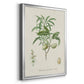 Antique Almond Botanical II - Modern Framed Canvas Print