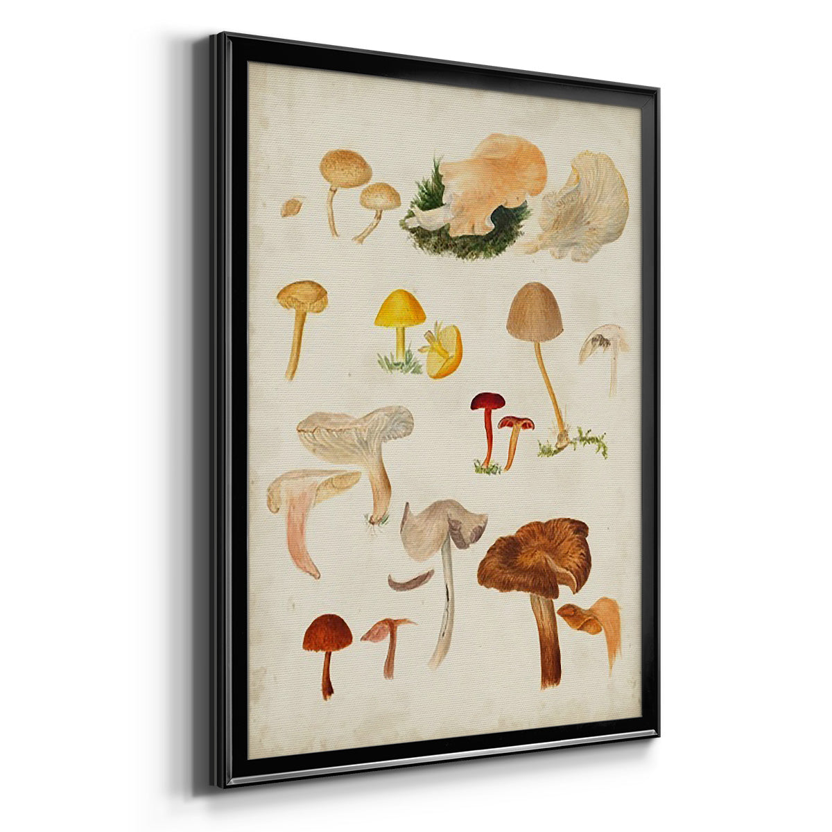 Mushroom Species XII - Modern Framed Canvas Print