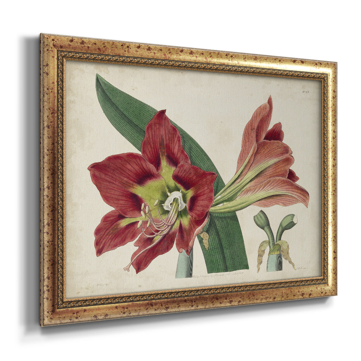 Amaryllis Splendor I Premium Framed Canvas- Ready to Hang