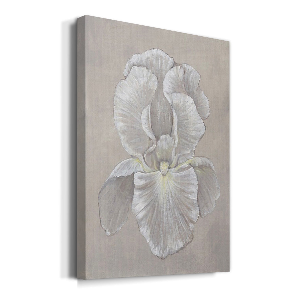 White Iris II - Canvas Art Print
