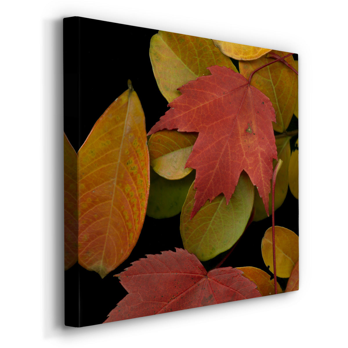 Small Vivid Leaves III (ST) - Canvas Art Print