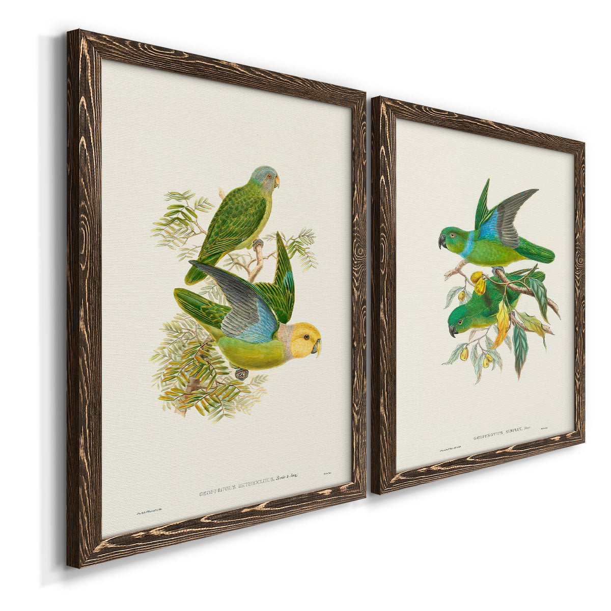 Lime & Cerulean Parrots I - Barnwood Framed Canvas Set