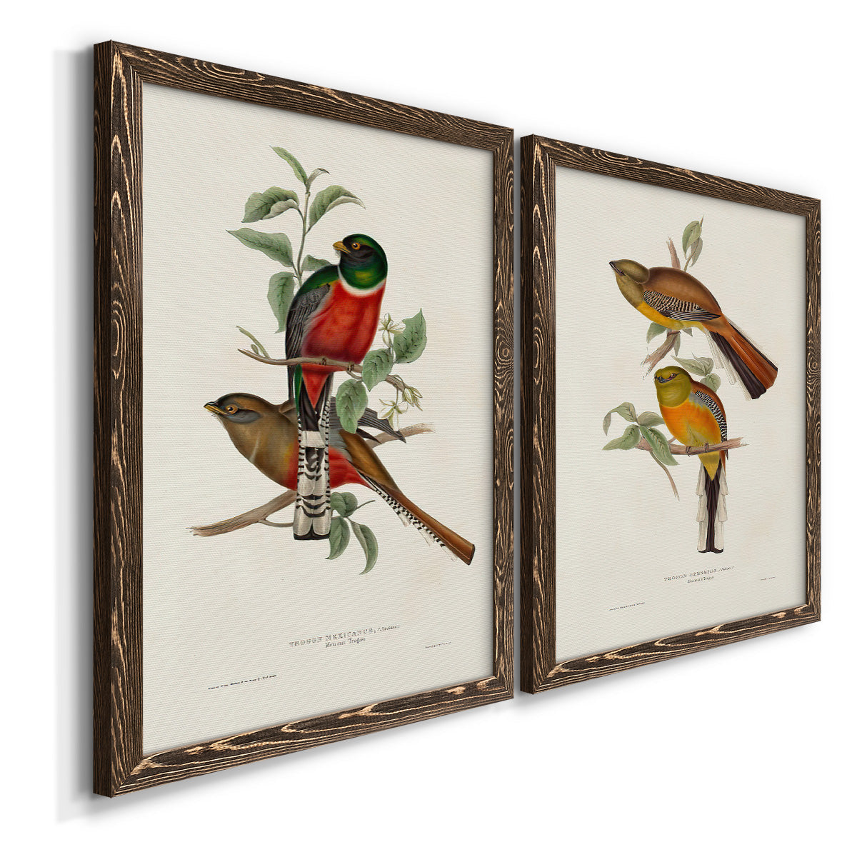 Elegant Trogons I - Premium Framed Canvas 2 Piece Set - Ready to Hang