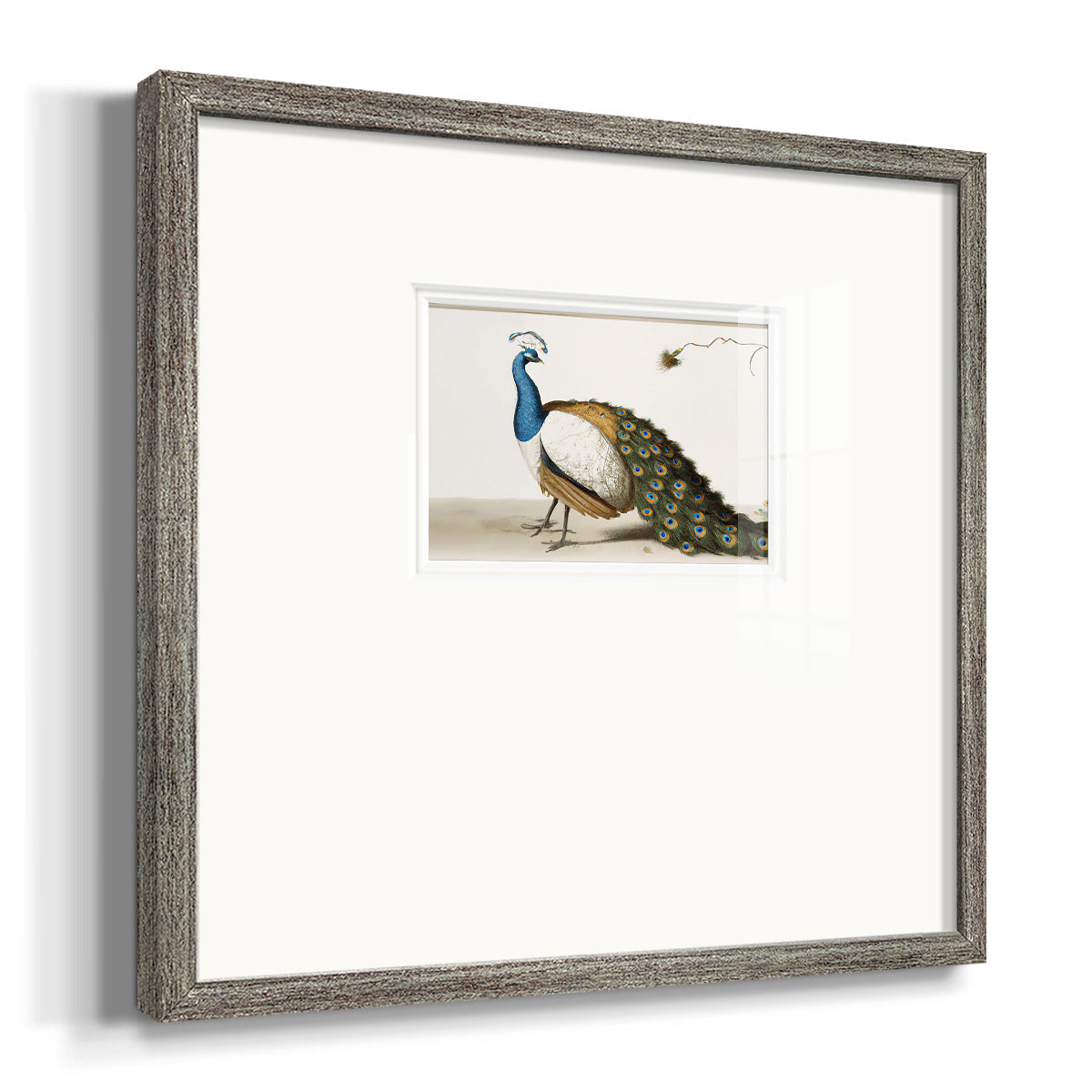 Standing Peacock Premium Framed Print Double Matboard