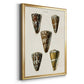 Cone Shell Collection V - Modern Framed Canvas Print