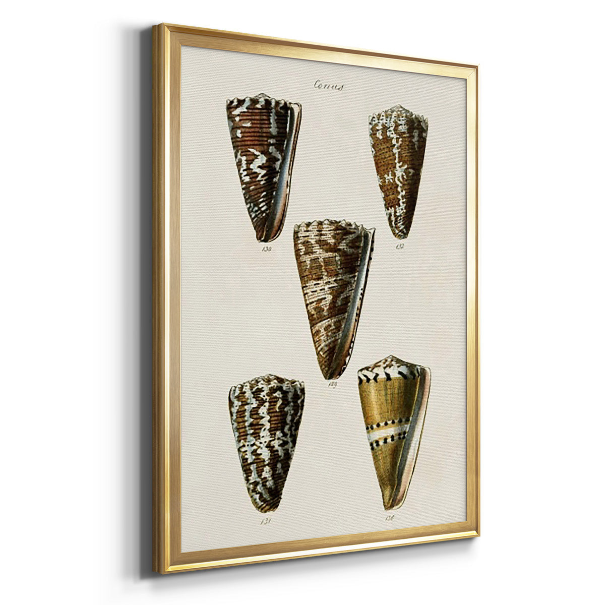 Cone Shell Collection V - Modern Framed Canvas Print