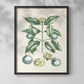 Buchoz Tropicals VII - Restickable Framed Art Print