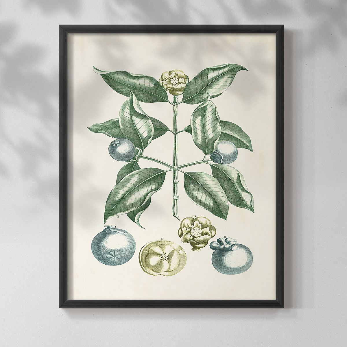 Buchoz Tropicals VII - Restickable Framed Art Print