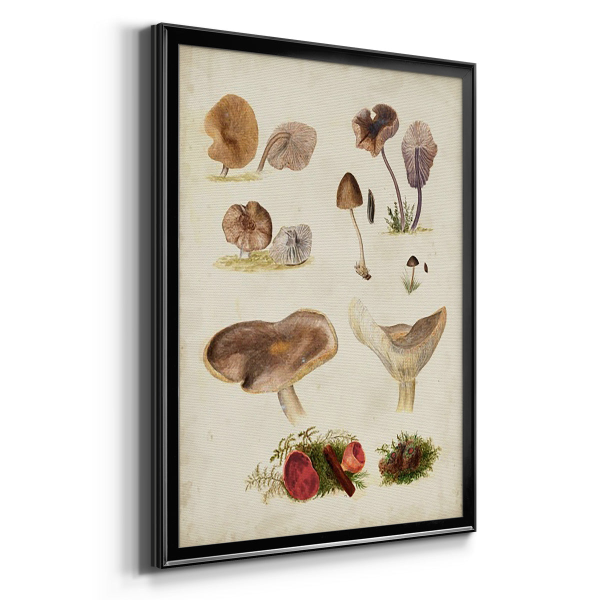 Mushroom Species III - Modern Framed Canvas Print