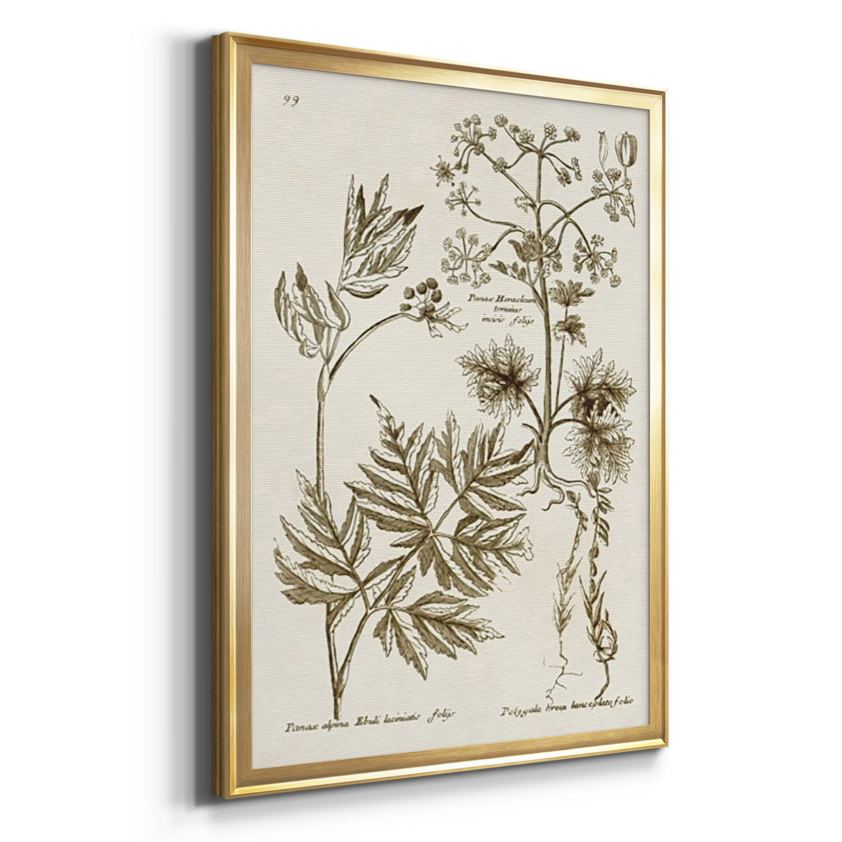 Sepia Botanical Journal III - Modern Framed Canvas Print