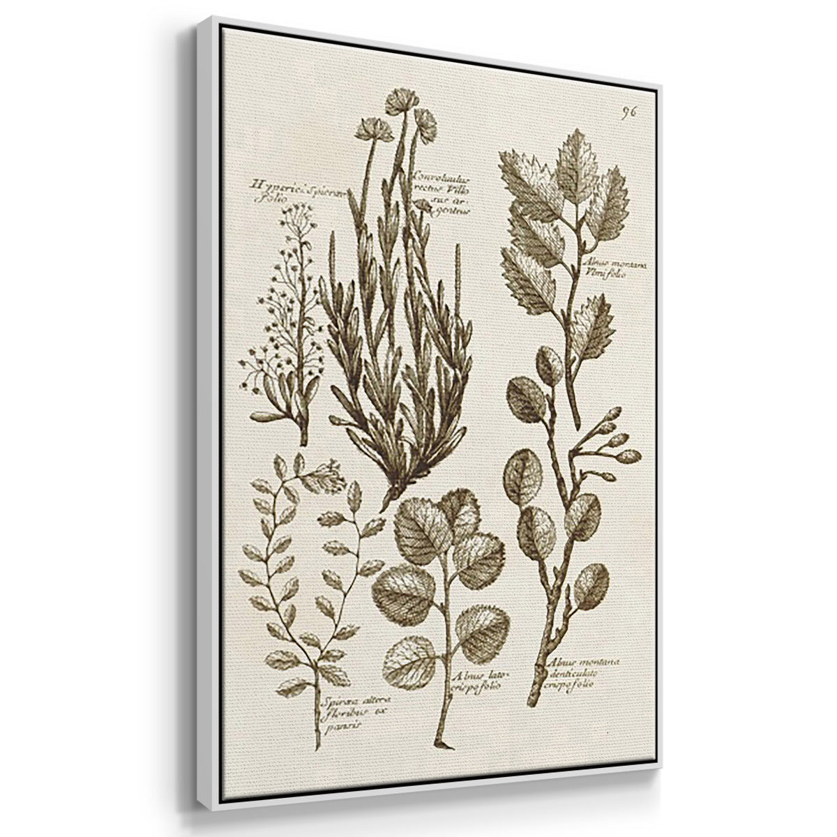 Sepia Botanical Journal VI - Framed Premium Gallery Wrapped Canvas L Frame 3 Piece Set - Ready to Hang