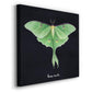 Luna Moth I - Canvas Art Print