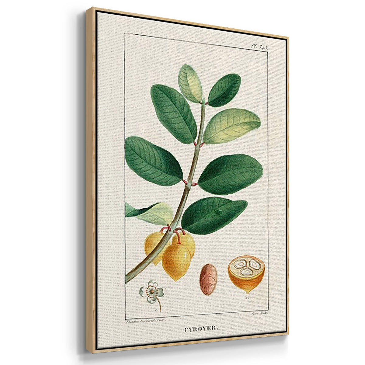 Turpin Tropical Botanicals IV - Framed Premium Gallery Wrapped Canvas L Frame 3 Piece Set - Ready to Hang