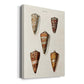 Cone Shell Collection II Premium Gallery Wrapped Canvas - Ready to Hang