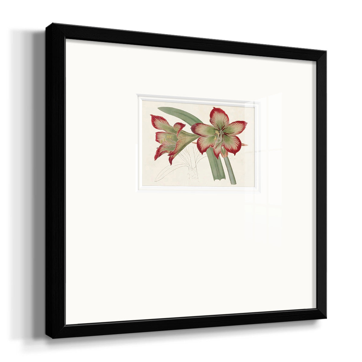 Amaryllis Varietals IV Premium Framed Print Double Matboard