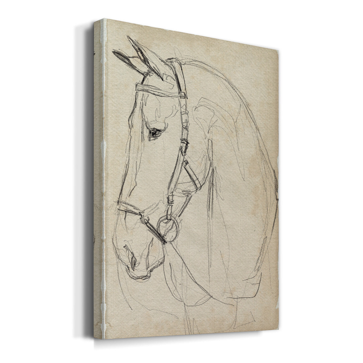Horse in Bridle Sketch II - Canvas Art Print