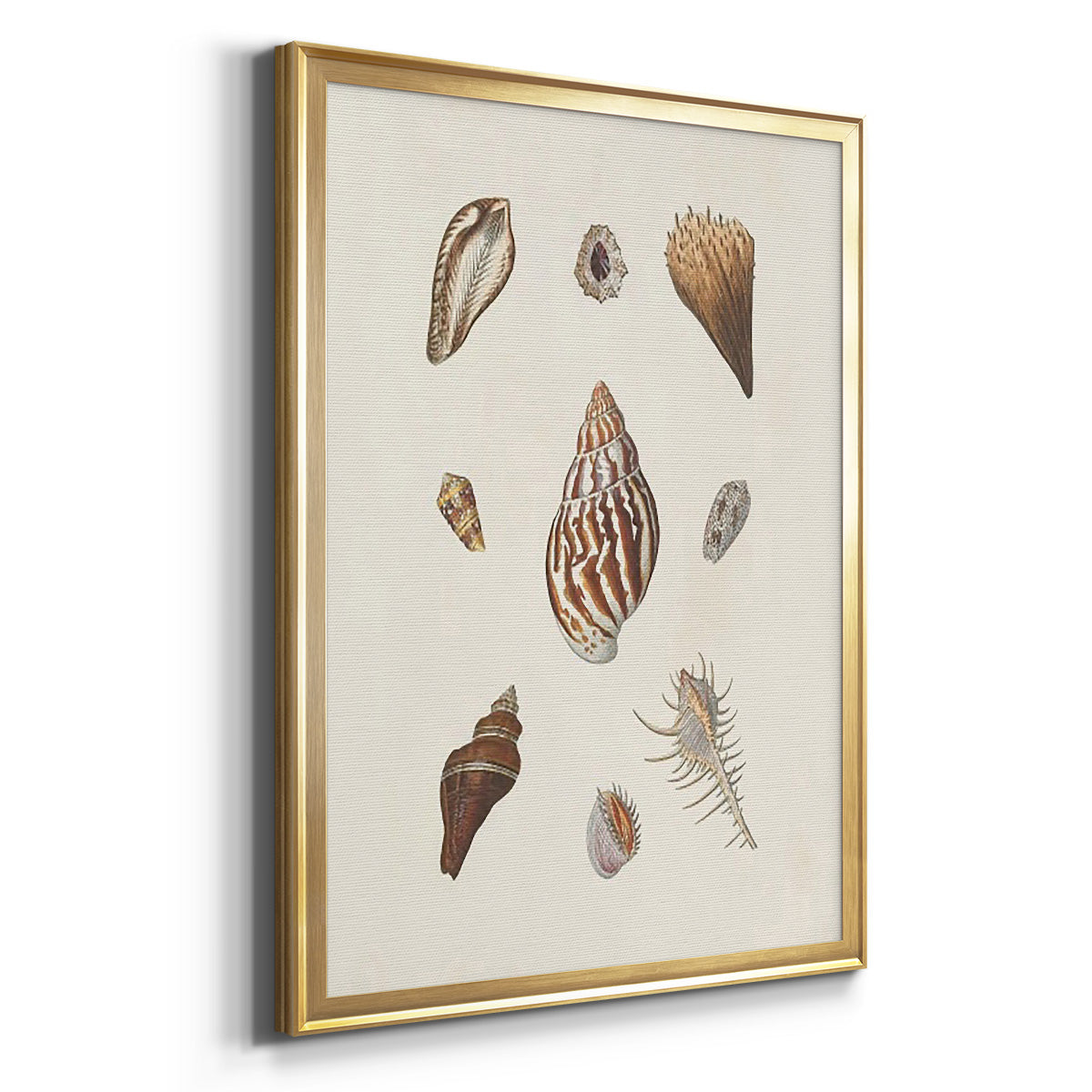Knorr Shells & Coral IX - Modern Framed Canvas Print
