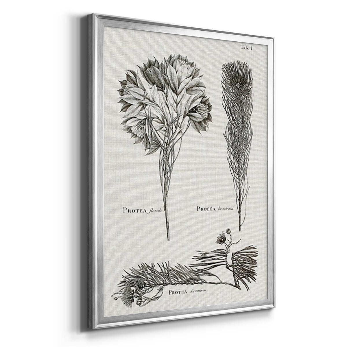 Black & White Protea on Linen I - Modern Framed Canvas Print