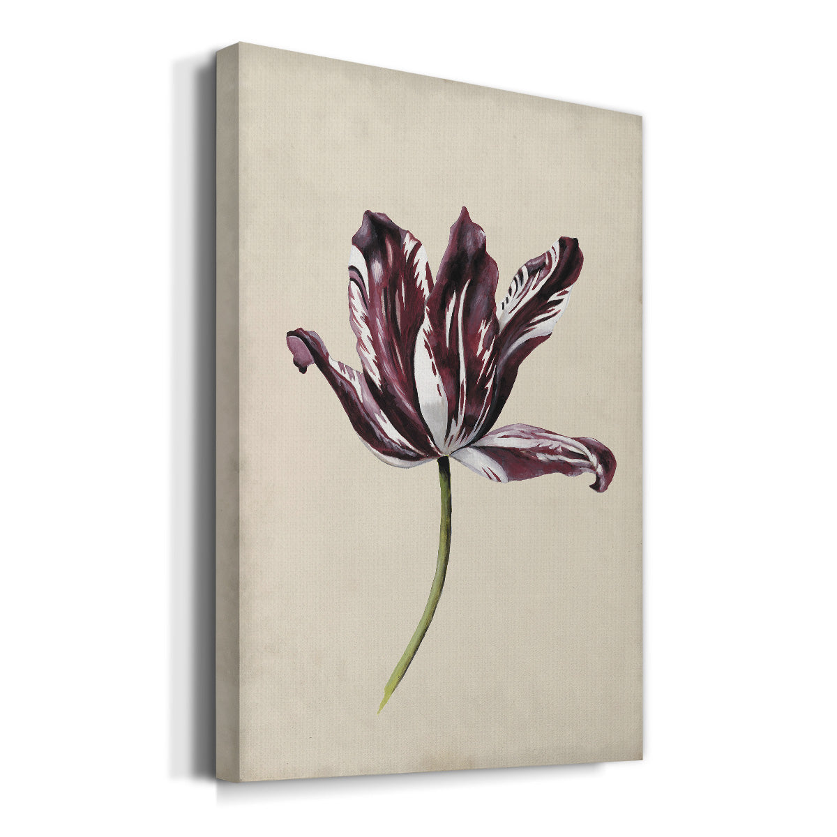 Antique Tulip Study IV Premium Gallery Wrapped Canvas - Ready to Hang