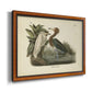 Audubons Reddish Egret Premium Framed Canvas- Ready to Hang