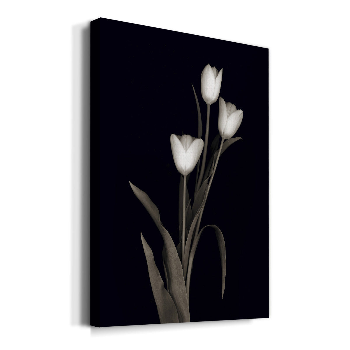 Tulip Pose I - Canvas Art Print