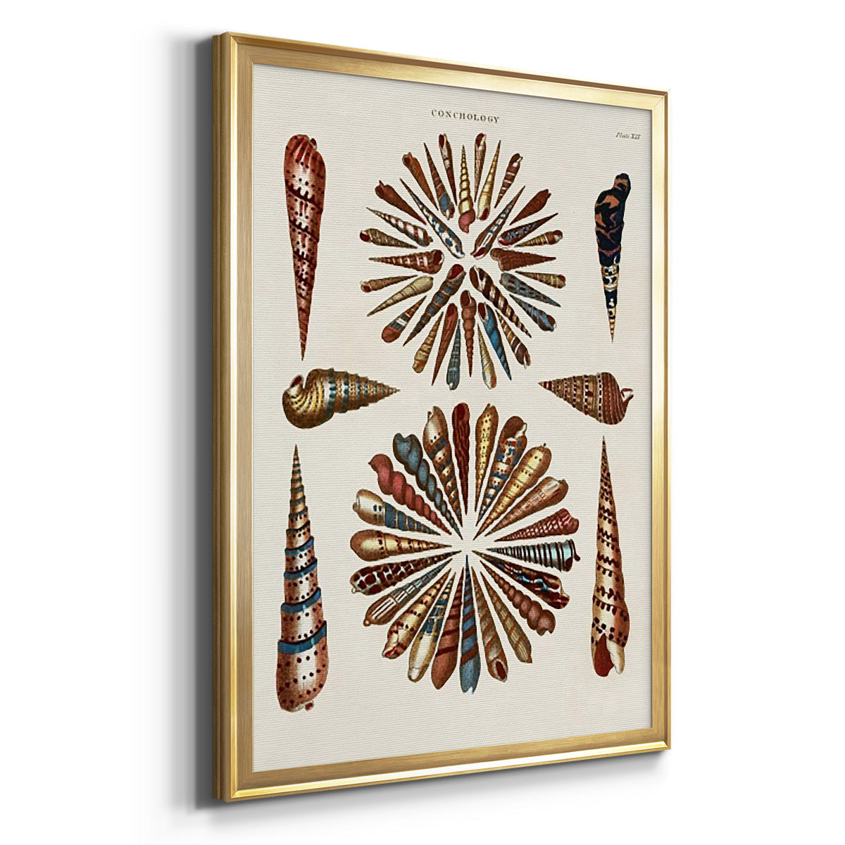 Spiral Shell Formation III - Modern Framed Canvas Print