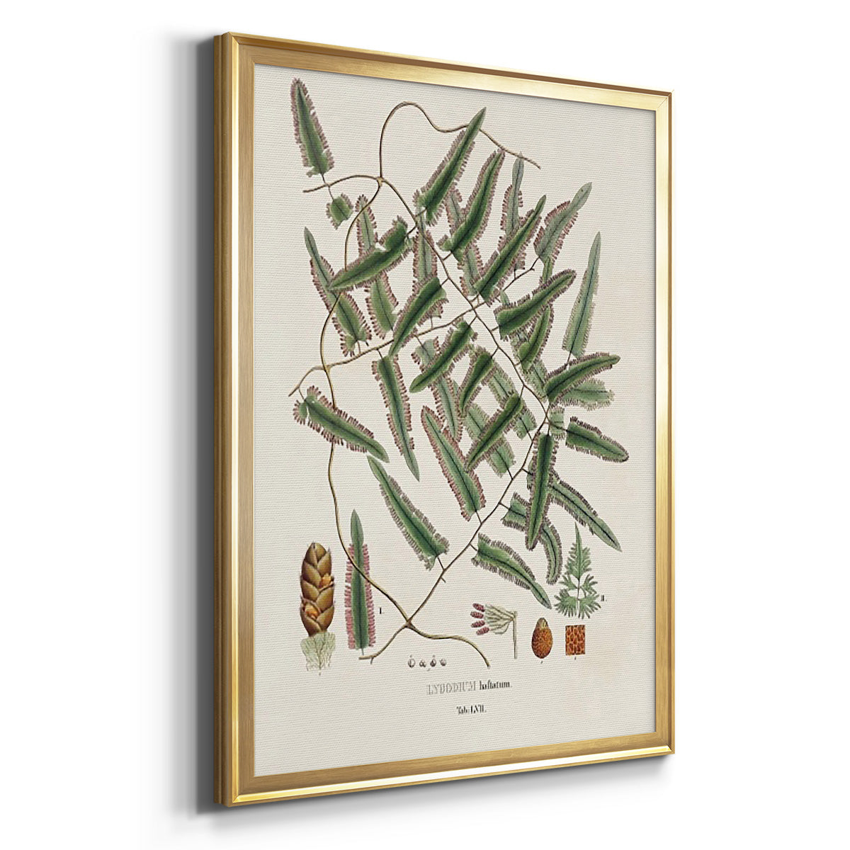 Botanical Society Ferns X - Modern Framed Canvas Print