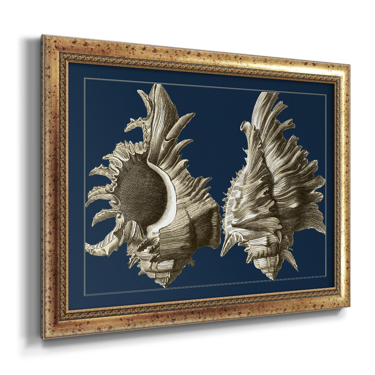 Conch Shells on Navy II Premium Framed Canvas- Ready to Hang