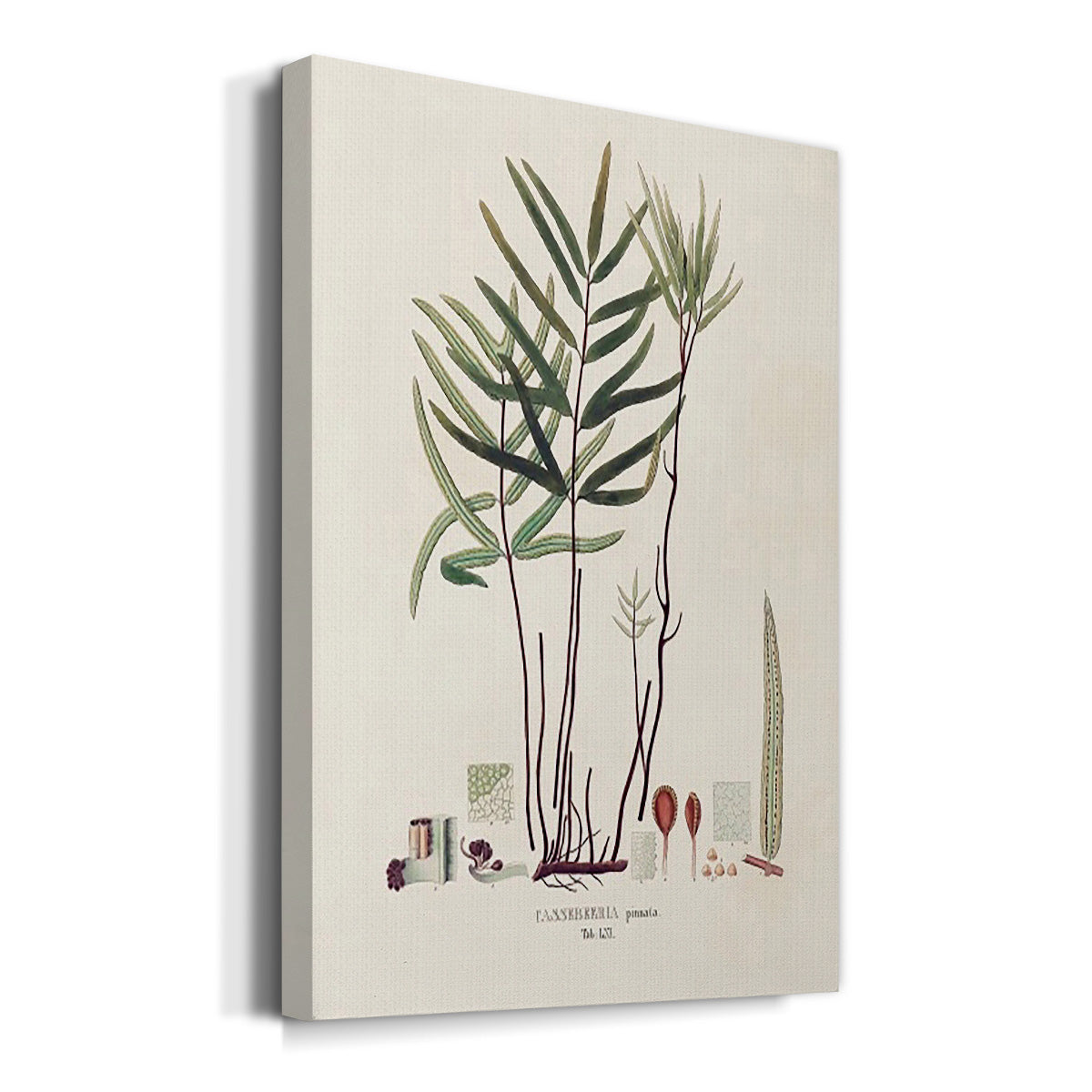 Botanical Society Ferns XI - Canvas Art Print