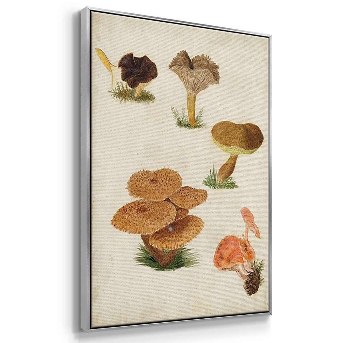 Mushroom Species I - Framed Premium Gallery Wrapped Canvas L Frame 3 Piece Set - Ready to Hang