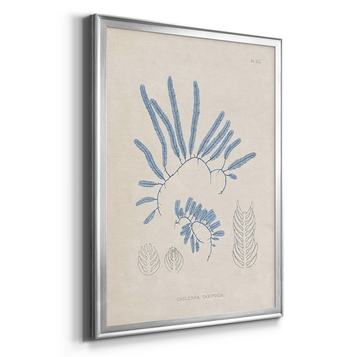 Blue Marine Algae II - Modern Framed Canvas Print