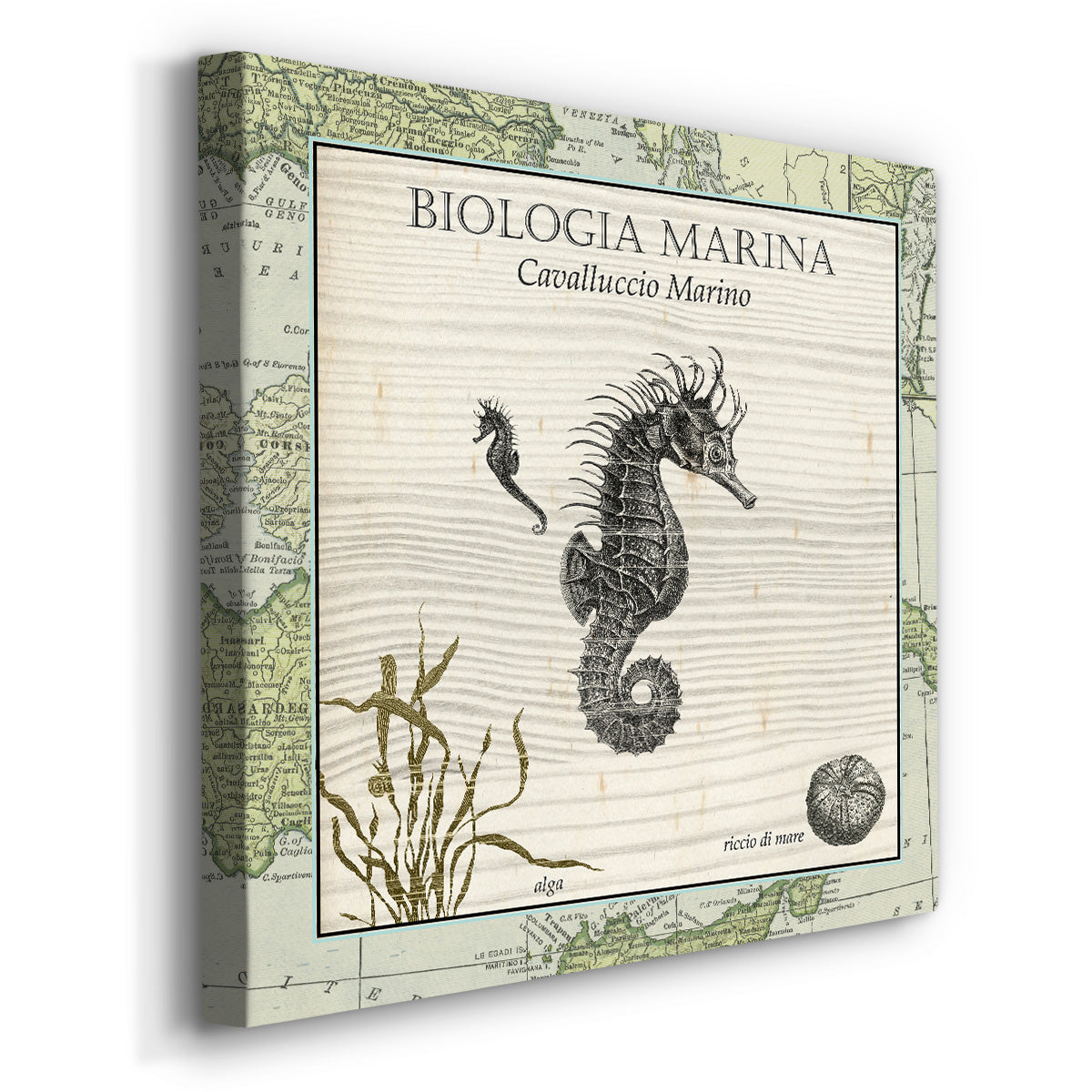 Biologia Marina III-Premium Gallery Wrapped Canvas - Ready to Hang