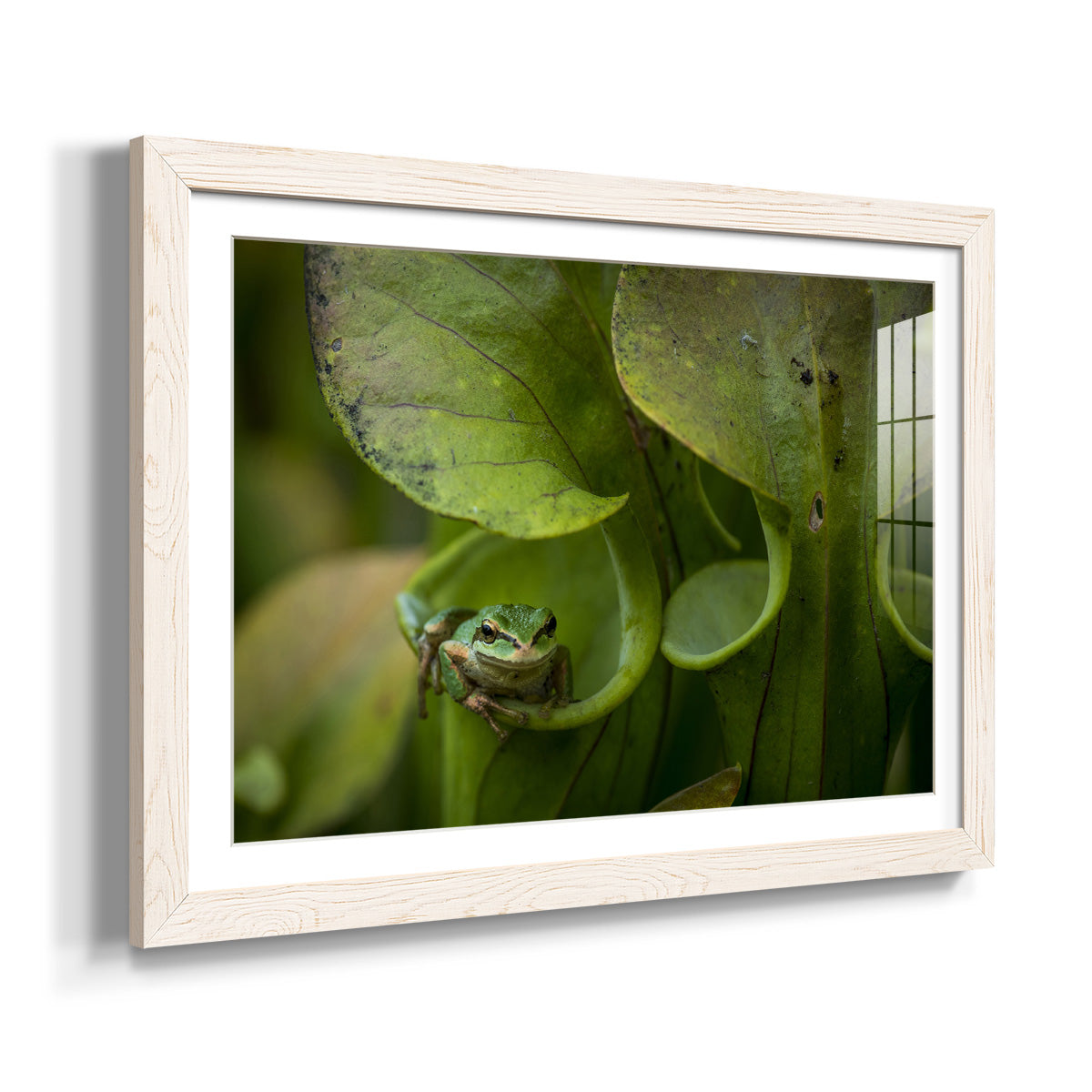 Arboreal Refuge - Barnwood Framed Art Print