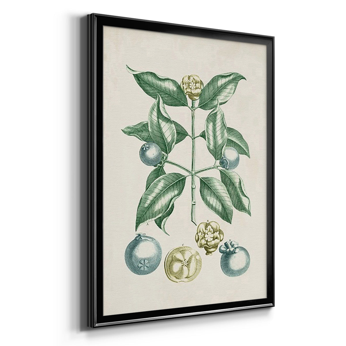 Buchoz Tropicals VII - Modern Framed Canvas Print