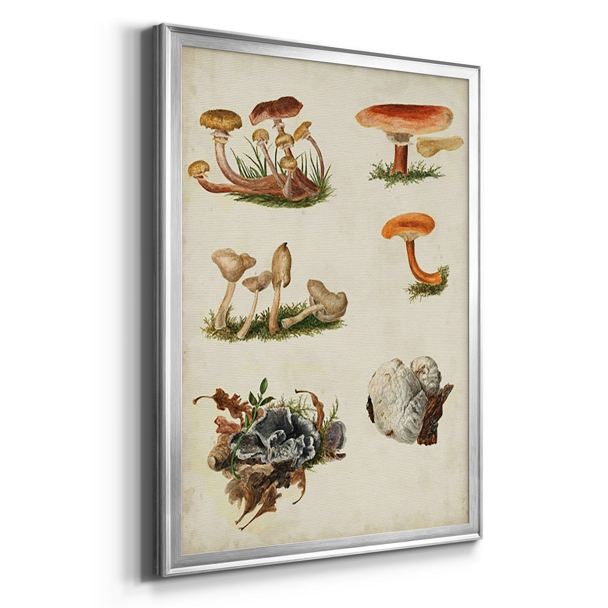 Mushroom Species X - Modern Framed Canvas Print