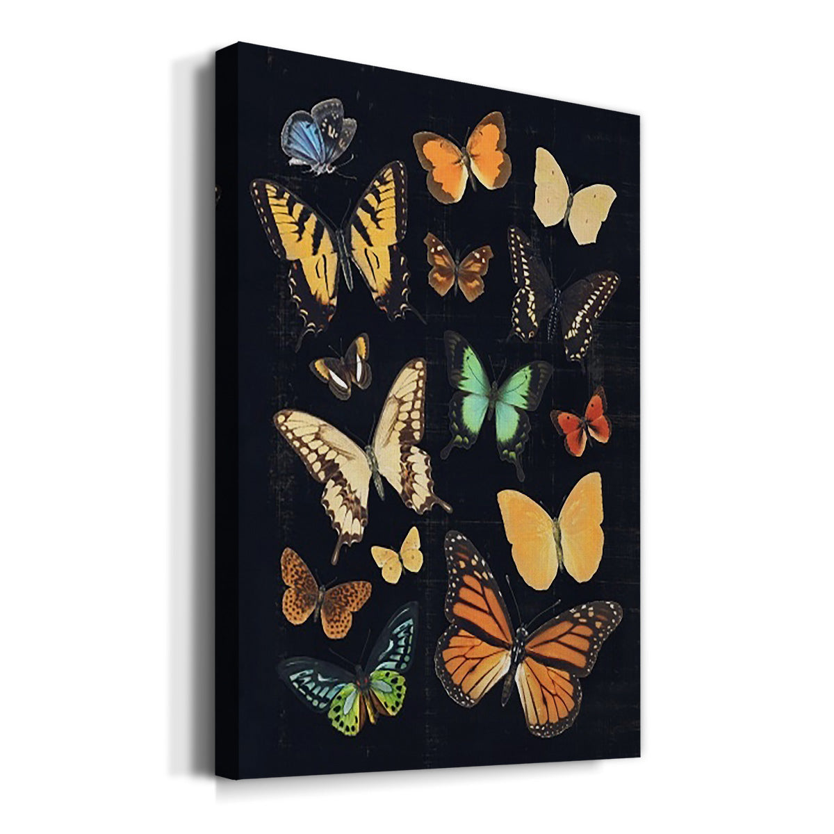 Collected Flutter III Premium Gallery Wrapped Canvas - Ready to Hang