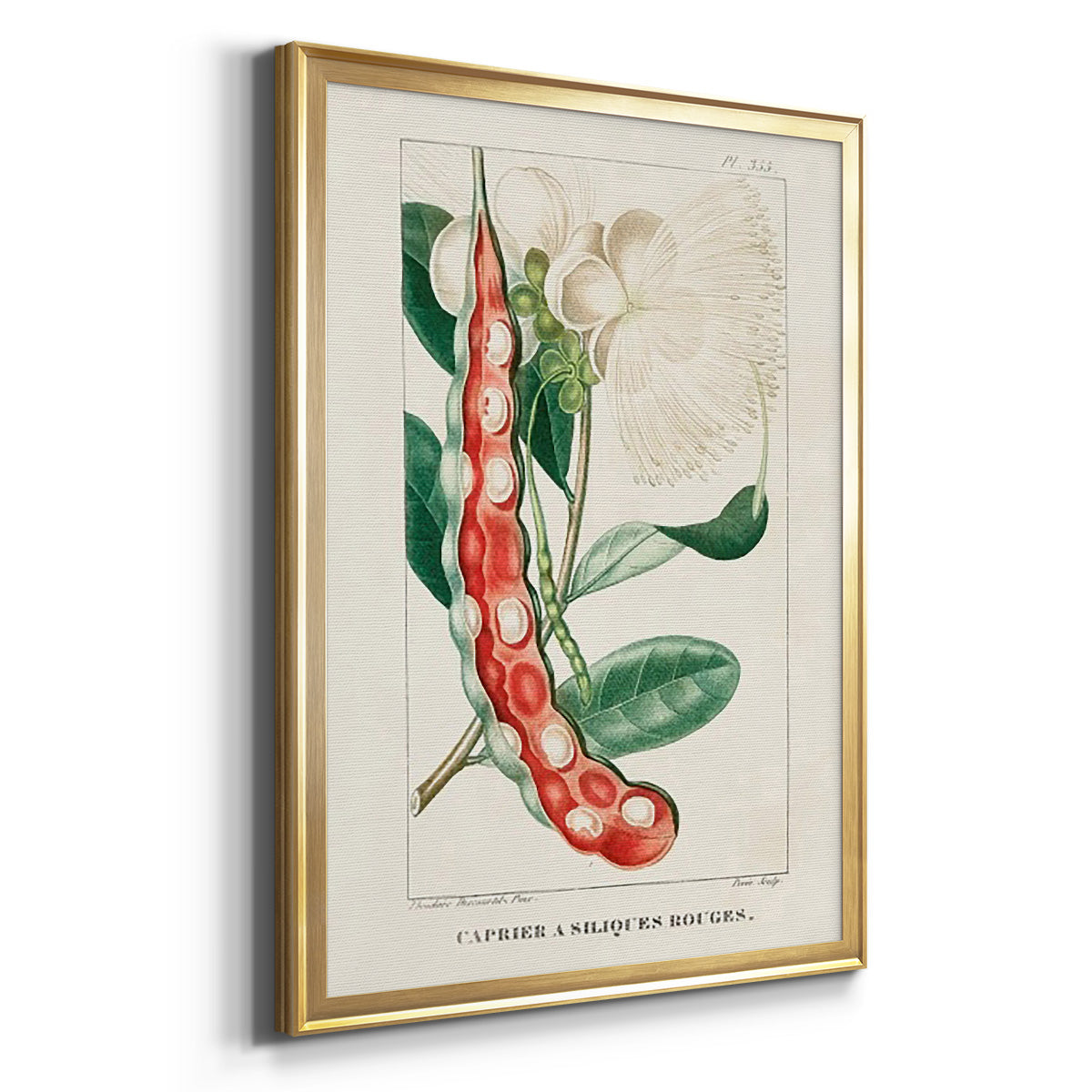 Turpin Tropical Botanicals VIII - Modern Framed Canvas Print