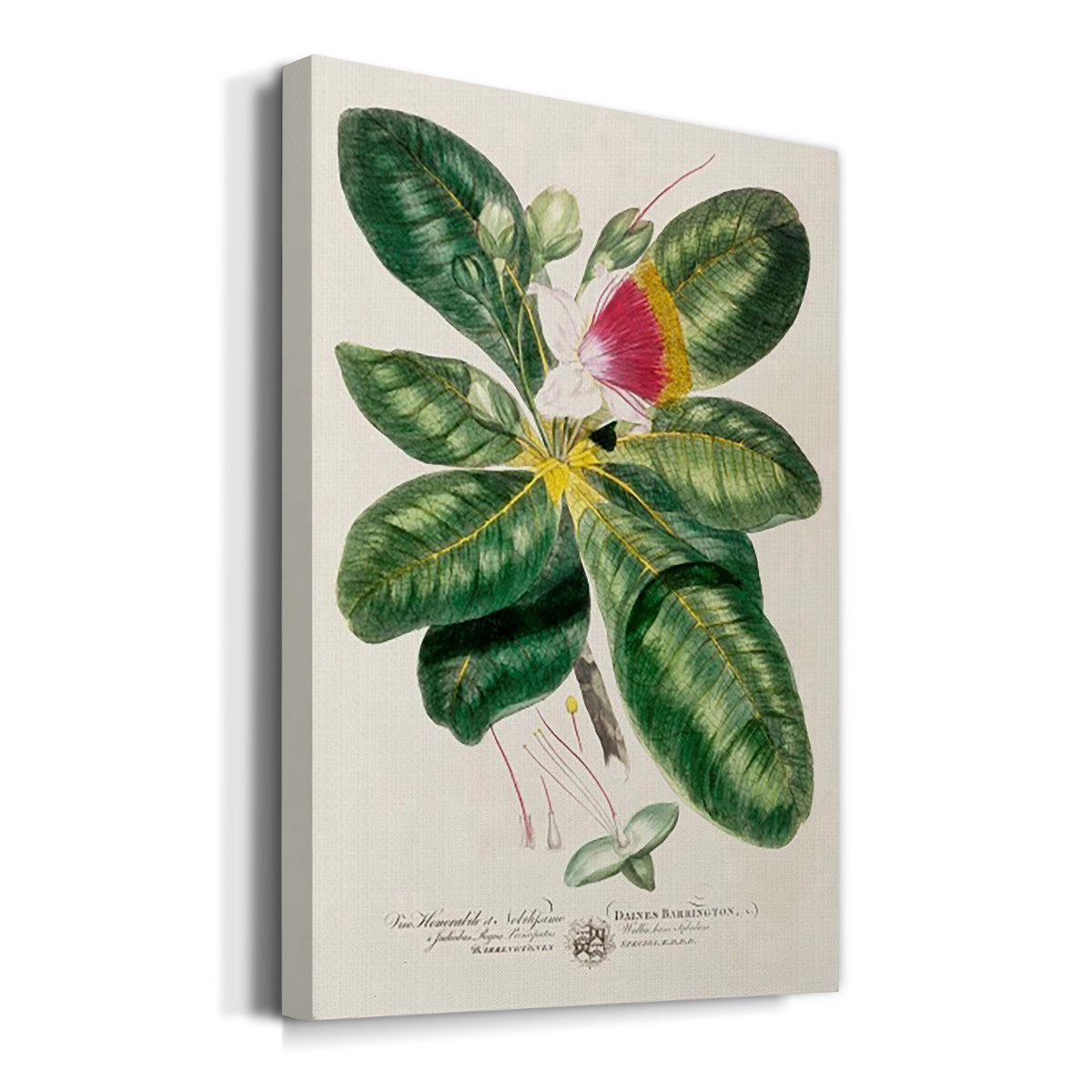 Imperial Tropical Botanical I Premium Gallery Wrapped Canvas - Ready to Hang