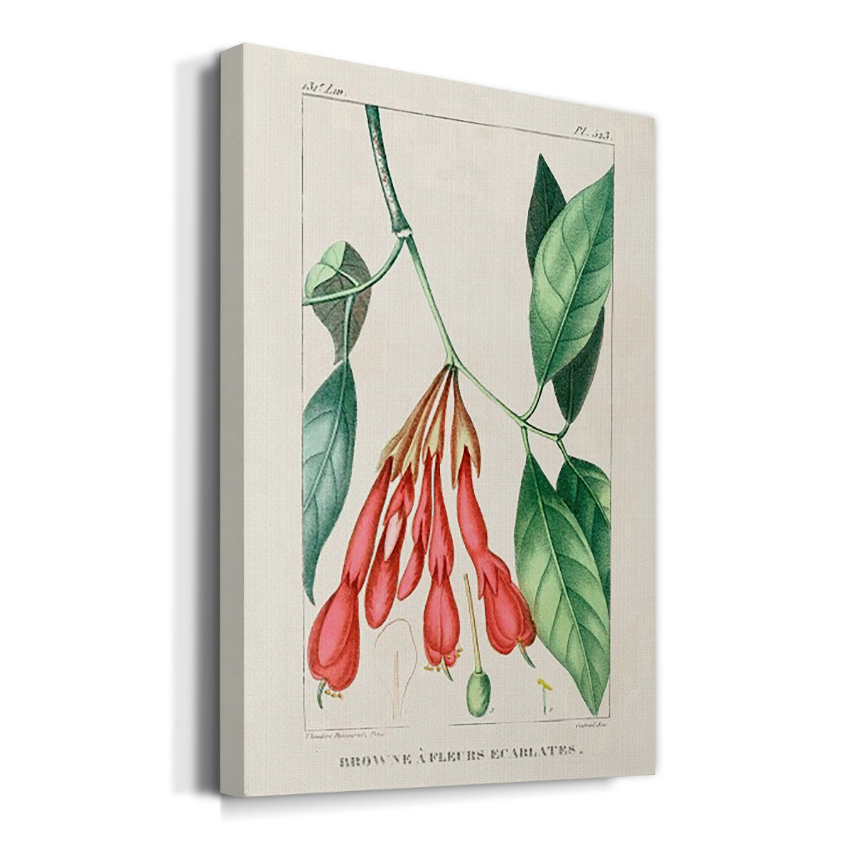 Turpin Tropical Botanicals I - Canvas Art Print