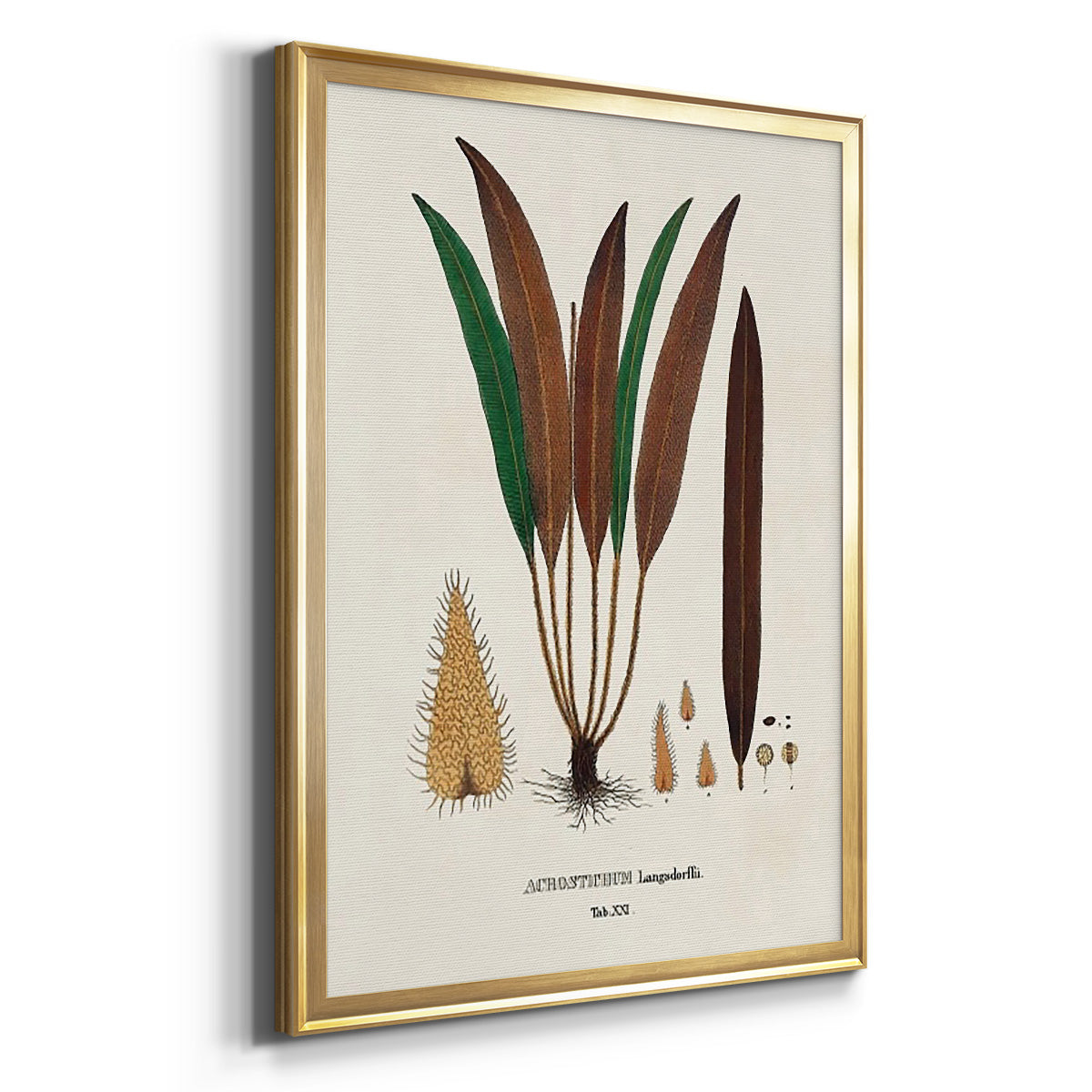 Botanical Society Ferns I - Modern Framed Canvas Print