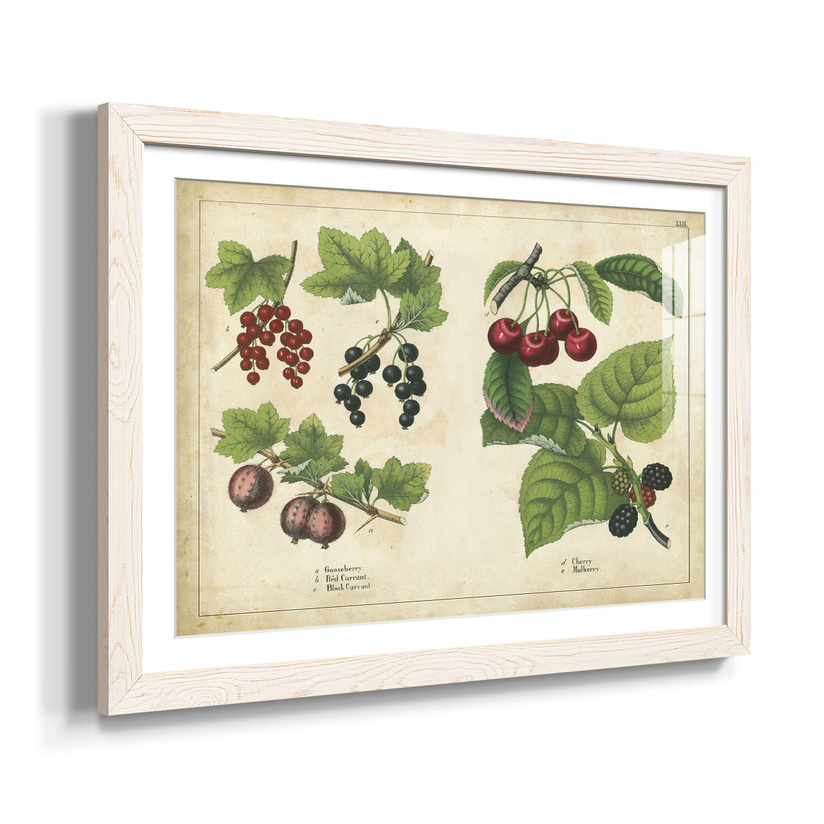 Kitchen Fruits III-Premium Framed Print - Ready to Hang