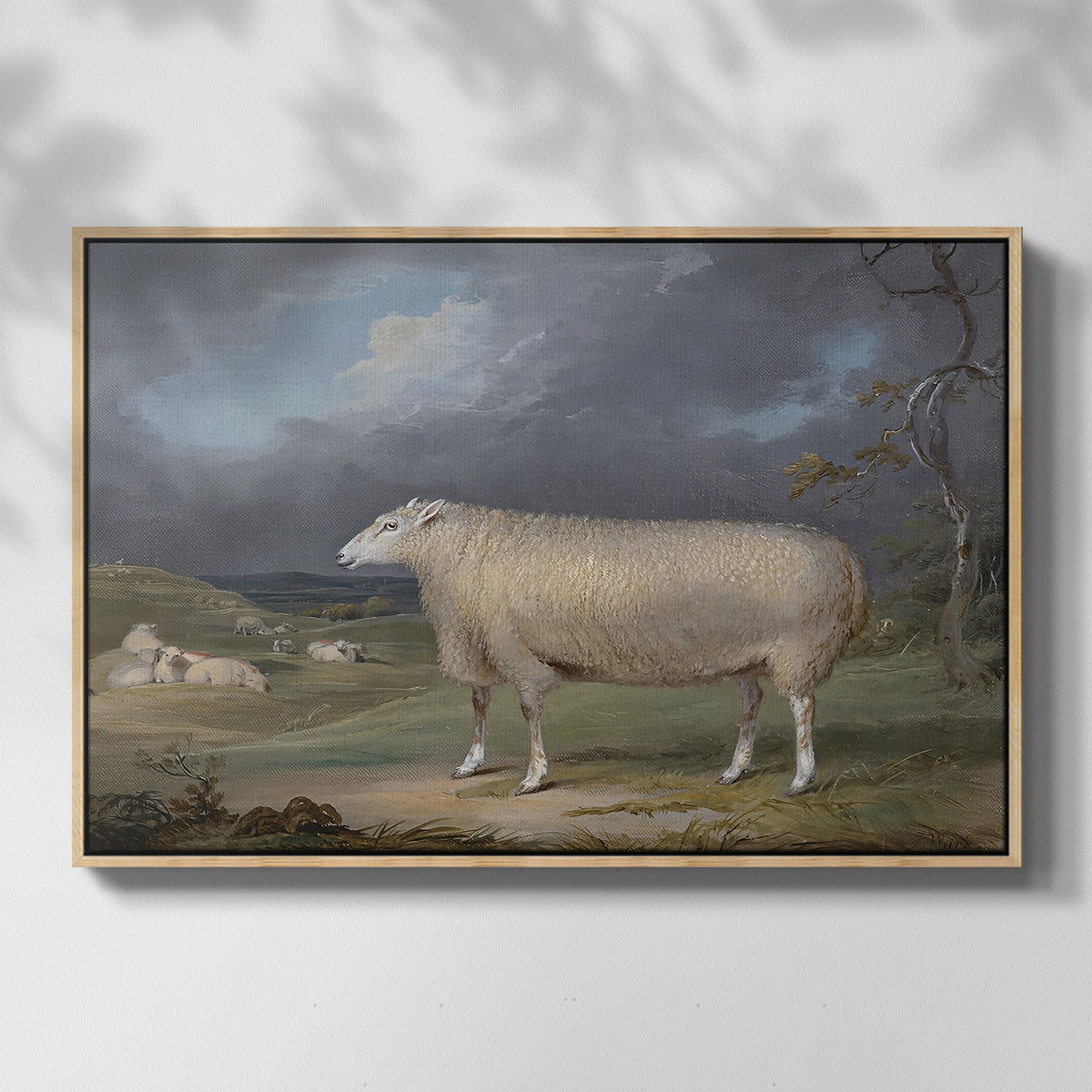 A Border Leicester Ewe, c. 1795-1800 - Floater Framed Canvas Print