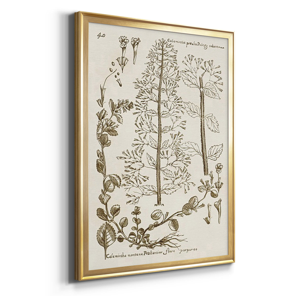 Sepia Botanical Journal V - Modern Framed Canvas Print